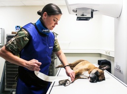 USAG Wiesbaden VTF: Ensuring Readiness!