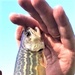 Early catch-and-release trout season at Fort McCoy opens Jan. 5