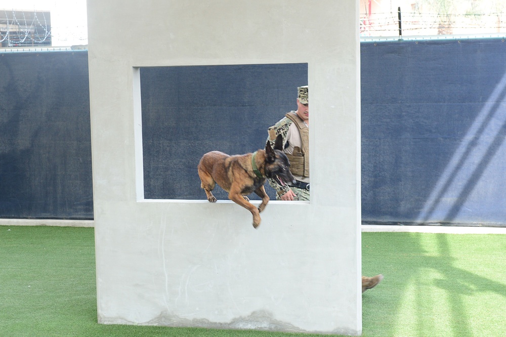 Military Working Dog Babs goes through NSA Bahrain’s obedience training course