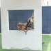 Military Working Dog Babs goes through NSA Bahrain’s obedience training course