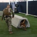 Military Working Dog Babs goes through NSA Bahrain’s obedience training course