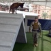 Military Working Dog Babs goes through NSA Bahrain’s obedience training course