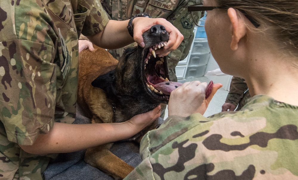 Air Force dental tech gains 'once in a lifetime experience'