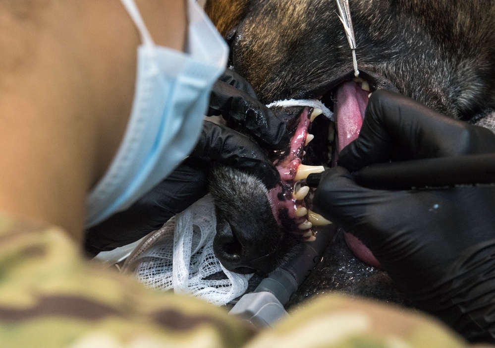 Air Force dental tech gains 'once in a lifetime experience'