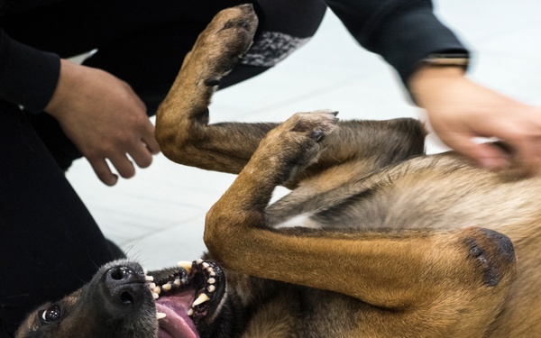 Air Force dental tech gains 'once in a lifetime experience'