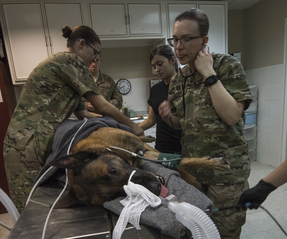 Air Force dental tech gains 'once in a lifetime experience'