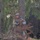 A soldier in camouflage uniform and tactical helmet is positioned in a forested area, partially obscured by branches and foliage. He appears to be handling or cutting vegetation, possibly clearing brush or constructing a concealed position. A large military vehicle is visible in the background among the trees.