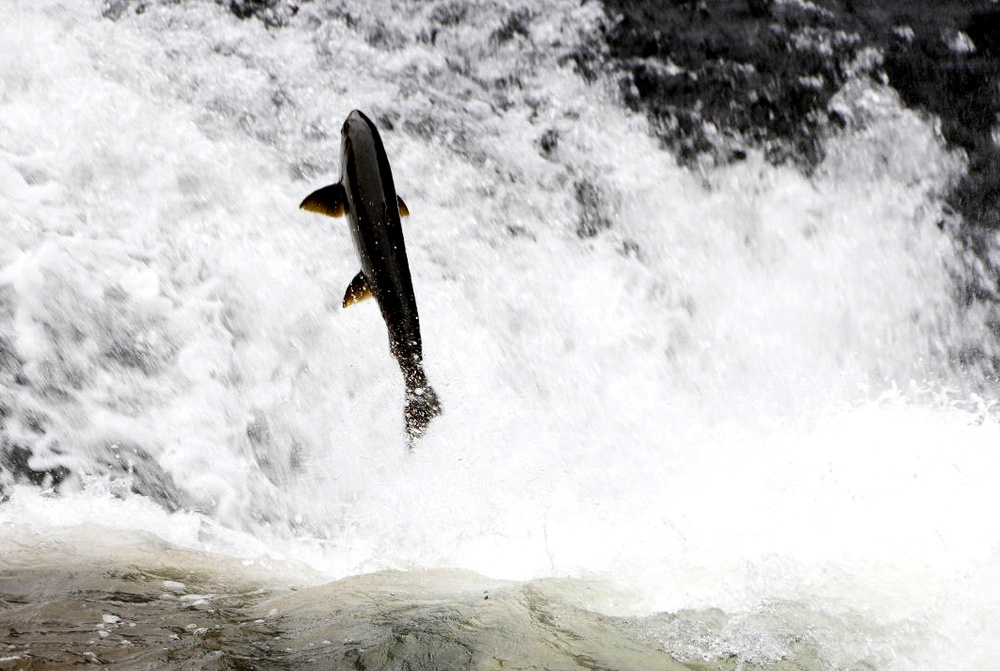 Salmon moving upstream