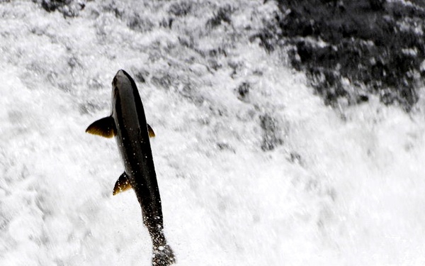 Salmon moving upstream
