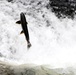 Salmon moving upstream