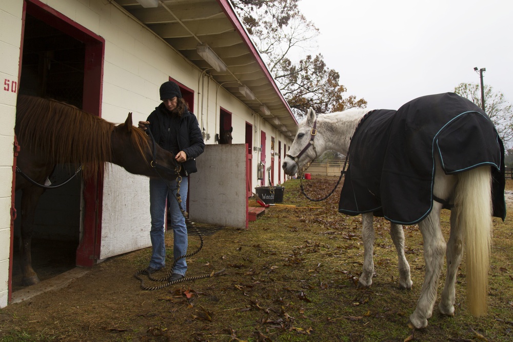 A Warm Welcome to the Stables