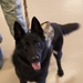 18 Security Forces Squadron Military Working Dogs
