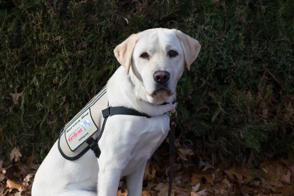 USU Wounded Warrior Service Dog Program Offers Critical Support for Service Members and Veterans