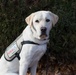 USU Wounded Warrior Service Dog Program Offers Critical Support for Service Members and Veterans