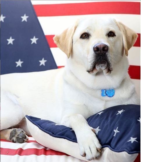 USU Wounded Warrior Service Dog Program Offers Critical Support for Service Members and Veterans