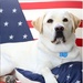 USU Wounded Warrior Service Dog Program Offers Critical Support for Service Members and Veterans