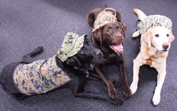 USU Wounded Warrior Service Dog Program Offers Critical Support for Service Members and Veterans