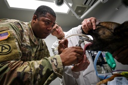 Air Force, Army: Making MWD’s bite worse than her bark