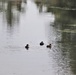 Ducks at Fort McCoy's Suukjak Sep Lake: December 2018