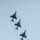 AV-8B Harrier IIs fly in formation