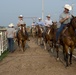 Cattle Sorting