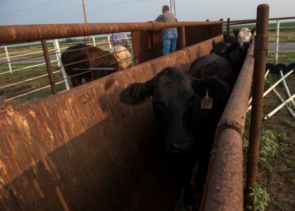 Cattle Sorting