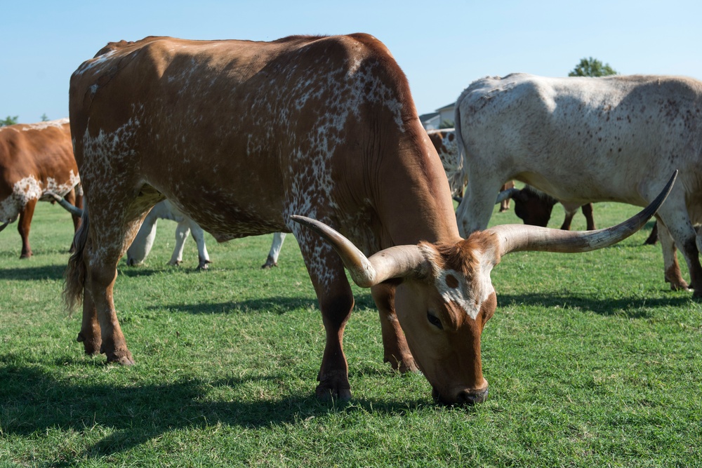 Cattle Drive at Altus AFB