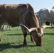 Cattle Drive at Altus AFB