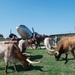 Cattle Drive at Altus AFB