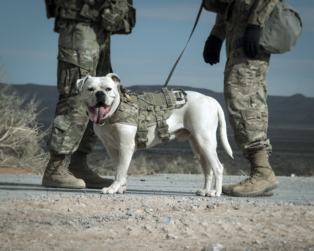 Attack dogs: 3rd ABCT troops assault Zambraniyah Training Village as part of ‘Iron Focus’