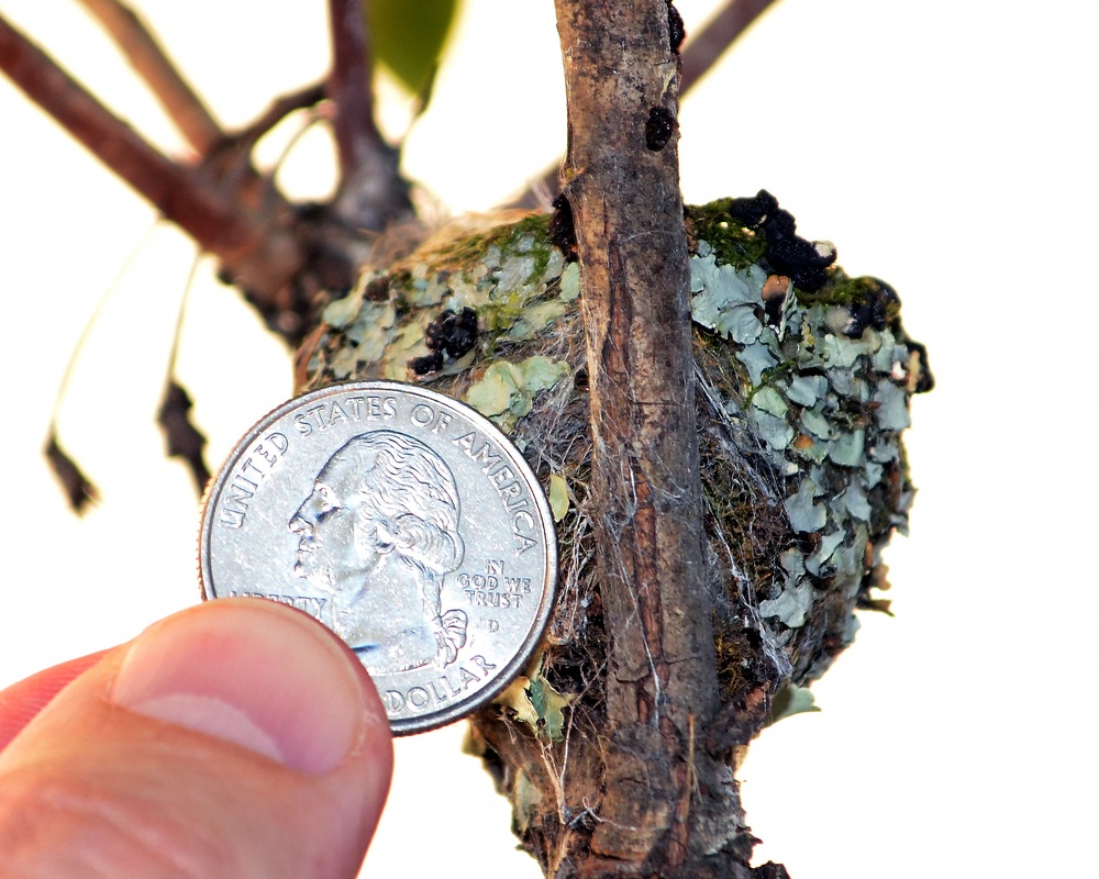 Wildlife returns after devastating fires