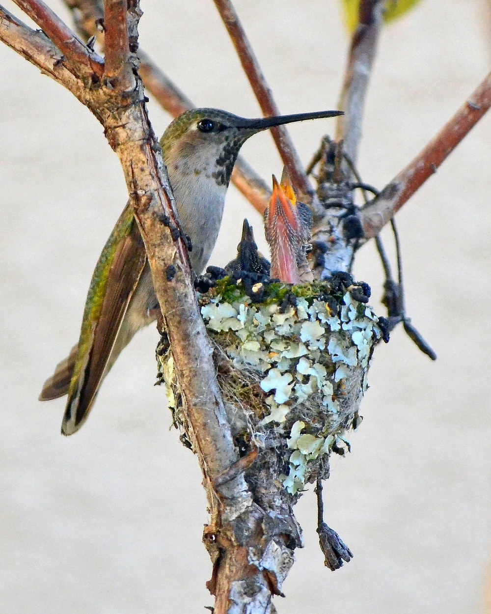 Wildlife returns after devastating fires