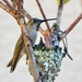 Wildlife returns after devastating fires