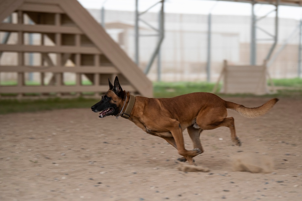386th ESFS demonstrates K-9 capability at MWD Expo