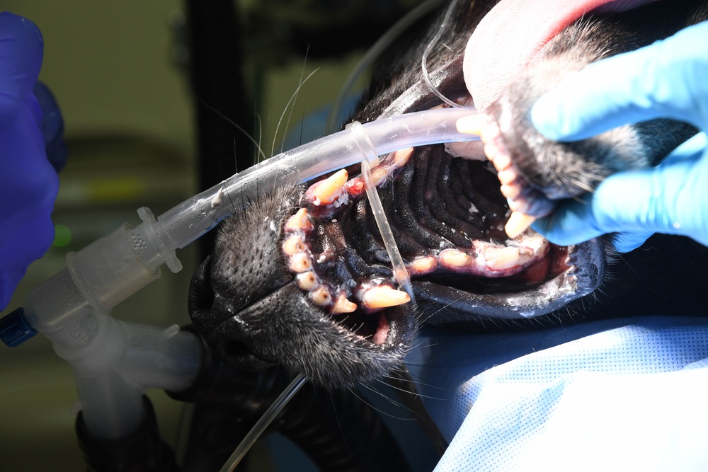 Dental visit