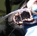 Dental visit