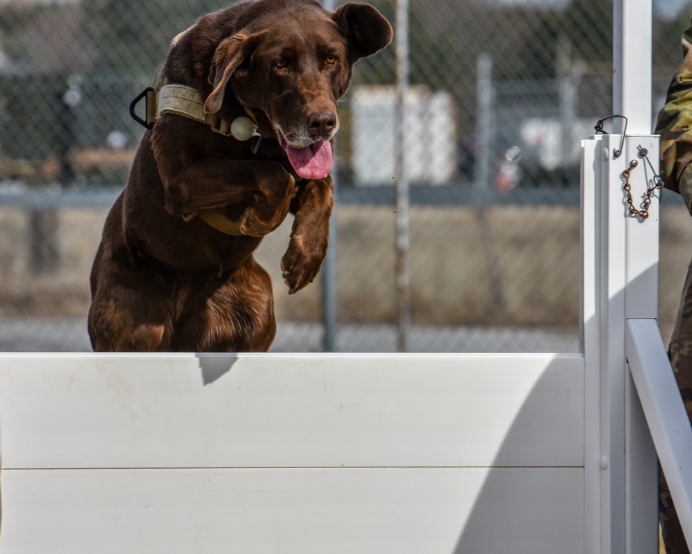 U.S. Army K9 and Military Police