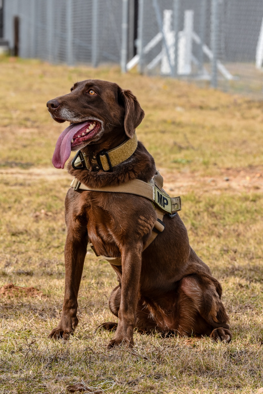 U.S. Army K9 and Military Police