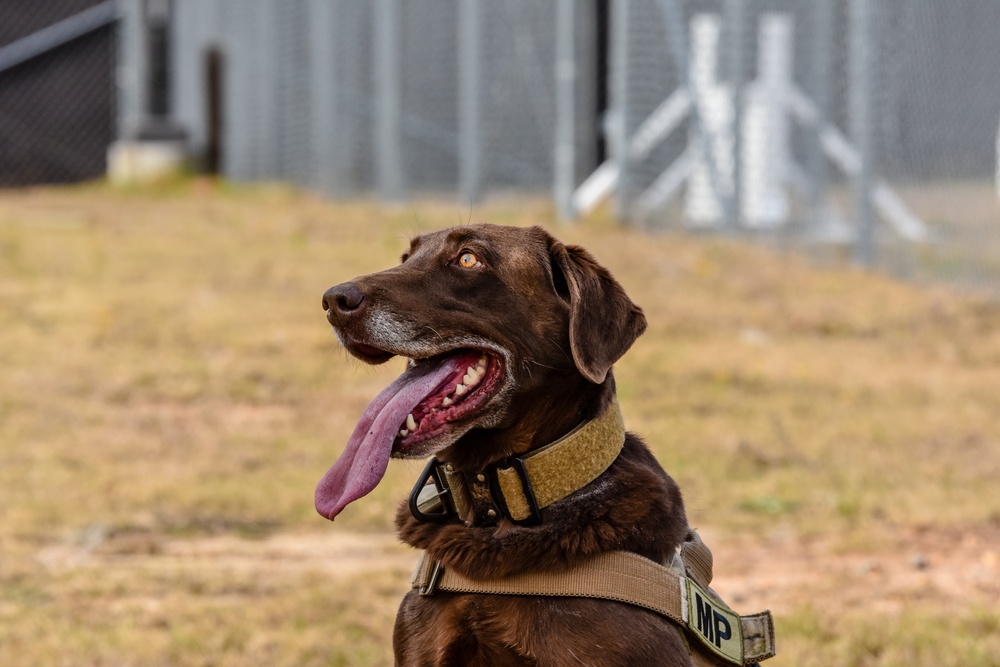 U.S. Army K9 and Military Police