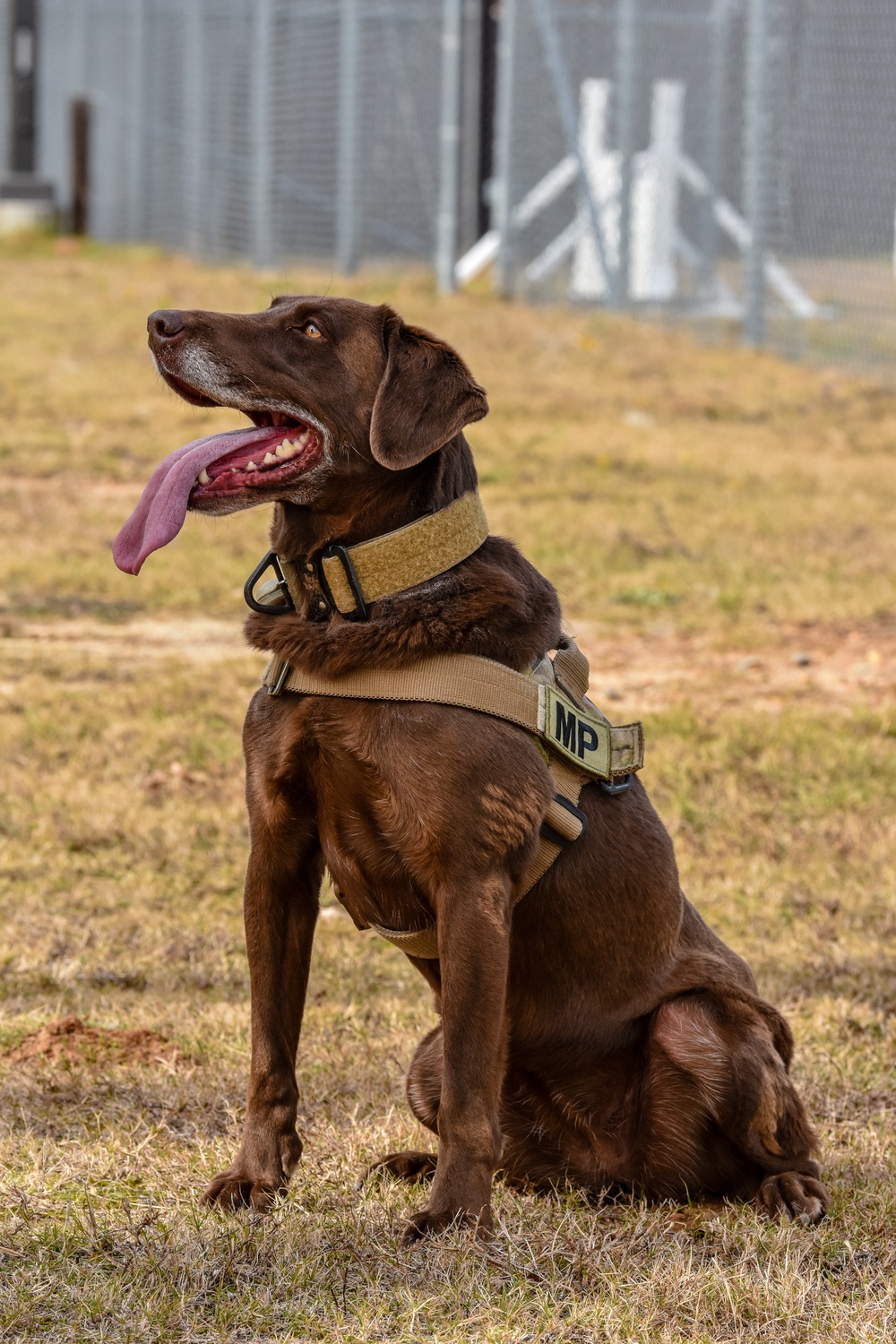 U.S. Army K9 and Military Police