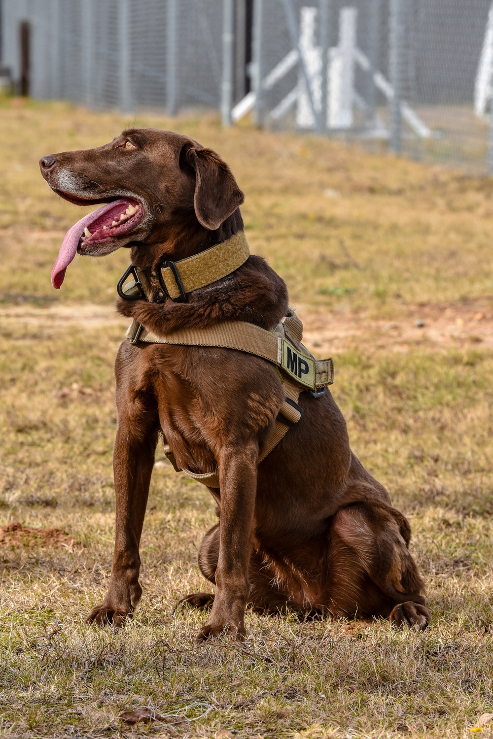 U.S. Army K9 and Military Police