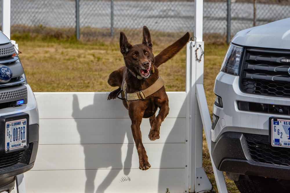 U.S. Army K9 and Military Police