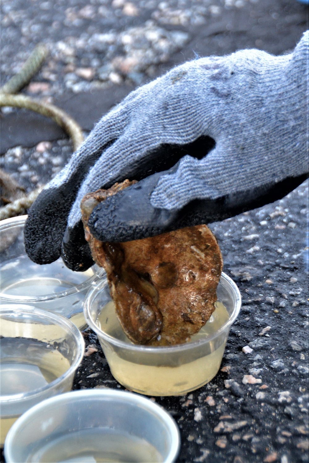 USACE Norfolk saves oysters, serves up STEM lesson