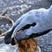 USACE Norfolk saves oysters, serves up STEM lesson