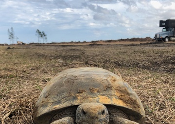Corps team protects threatened species