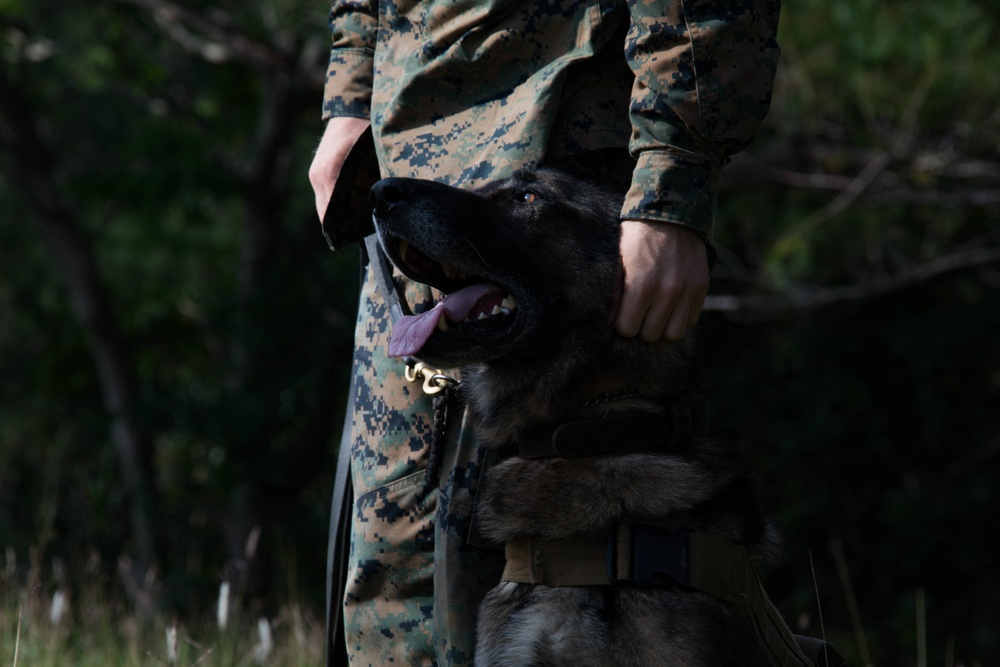 Another one bites the dust