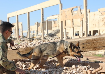 Canine Training in Al Qaim