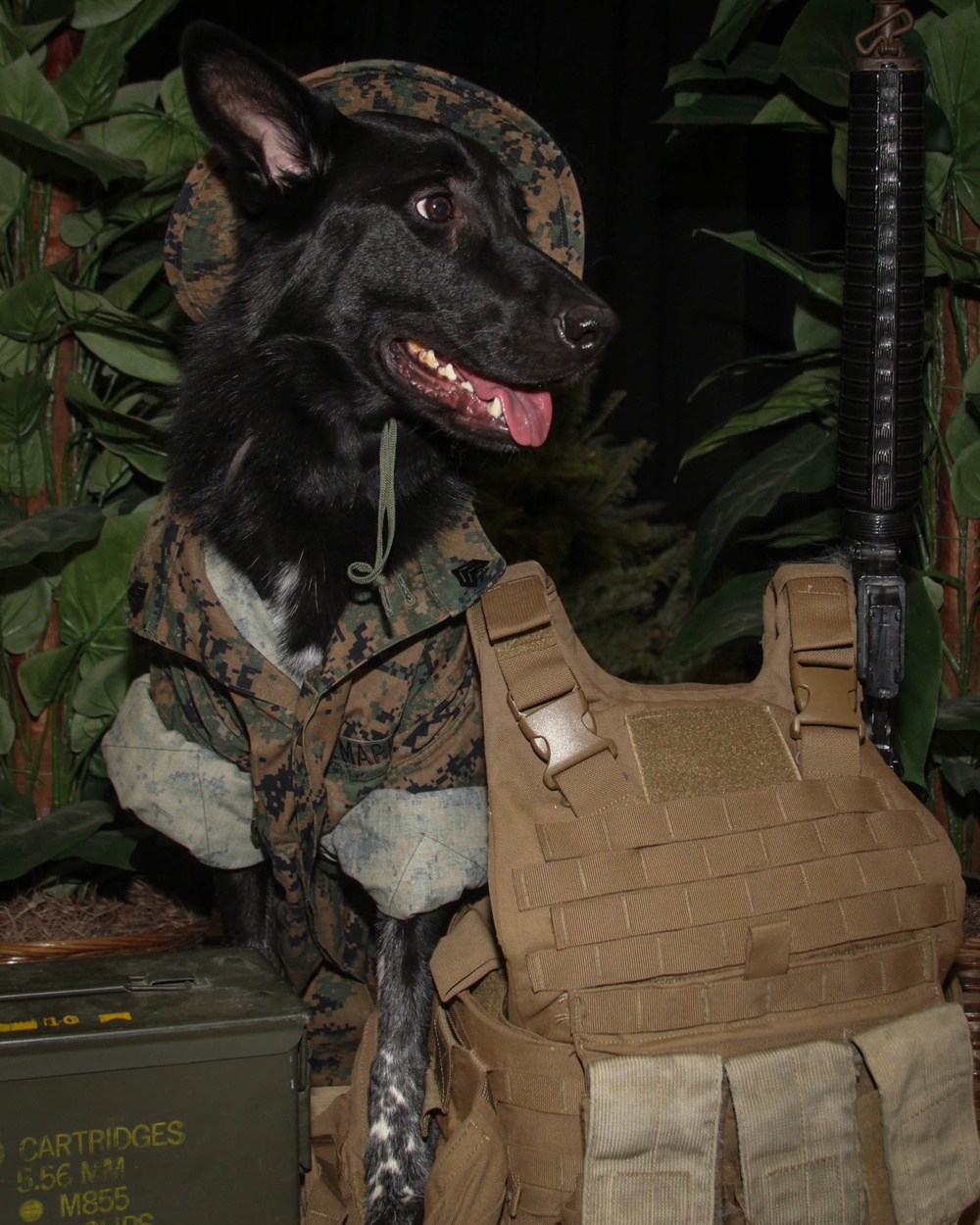 Marine Corps Air Station Cherry Point celebrates National Dress Your Pet Day