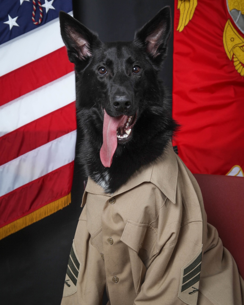 Marine Corps Air Station Cherry Point celebrates National Dress Your Pet Day