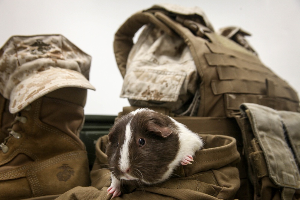 Marine Corps Air Station Cherry Point celebrates National Dress Your Pet Day